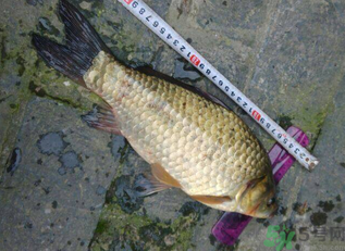 野生鯽魚多少錢一斤？野生鯽魚怎么區(qū)分？
