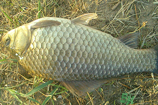 野生鯽魚多少錢一斤？野生鯽魚怎么區(qū)分？