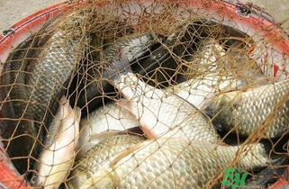 野生鯽魚怎么做好吃？野生鯽魚的做法