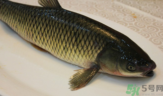 秋天怎么釣草魚？秋天草魚好釣嗎？
