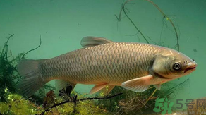 秋天怎么釣草魚？秋天草魚好釣嗎？