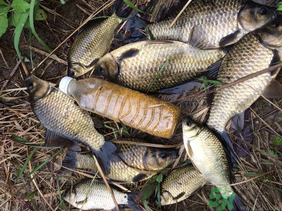 野生鯽魚怎么釣？釣野生鯽魚的技巧
