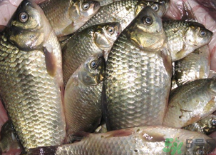 野生鯽魚怎么釣？釣野生鯽魚的技巧