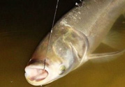 秋天怎么釣鰱魚？秋天釣鰱魚技巧