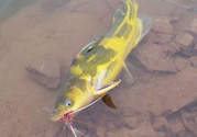 秋天釣魚怎么選釣位置？秋天釣魚怎么選釣位？