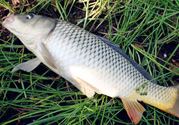 野生鯉魚怎么釣？野生鯉魚用什么釣最好？