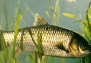 秋天怎么釣草魚？秋天草魚好釣嗎？