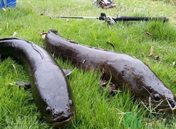 10月份還能釣黑魚嗎？幾月份釣黑魚最好？