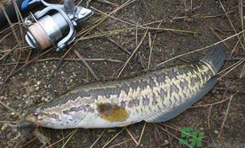 10月份還能釣黑魚嗎？幾月份釣黑魚最好？