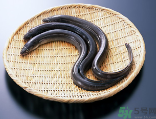 十月份可以釣黃鱔嗎？黃鱔可以釣到幾月份？