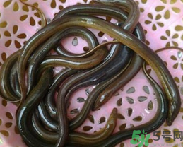 活黃鱔如何保存？活鱔魚怎么保存？