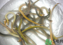 活黃鱔如何保存？活鱔魚怎么保存？