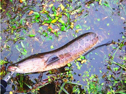 十月份黑魚(yú)好釣嗎？十月份怎么釣黑魚(yú)？
