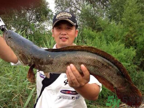 十月份黑魚(yú)好釣嗎？十月份怎么釣黑魚(yú)？