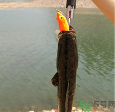 十月份黑魚(yú)好釣嗎？十月份怎么釣黑魚(yú)？