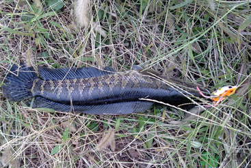 秋天怎么釣黑魚？秋天釣黑魚技巧