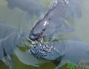 十月份釣青魚好釣嗎？釣青魚什么時間最好？