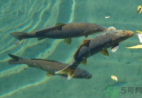 十月份釣青魚好釣嗎？釣青魚什么時間最好？
