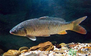 十月份釣青魚好釣嗎？釣青魚什么時間最好？