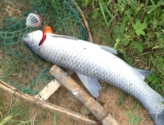 十月份釣青魚好釣嗎？釣青魚什么時間最好？