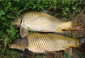水庫(kù)釣魚(yú)用什么餌料？水庫(kù)釣魚(yú)用什么商品餌？