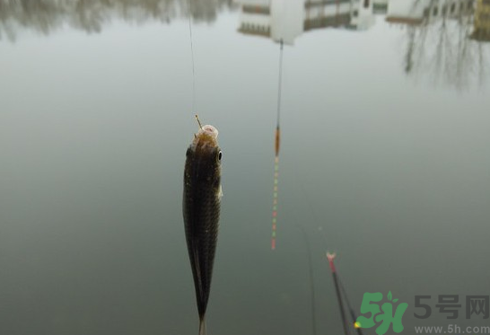 陰天怎么釣魚？陰天釣魚技巧