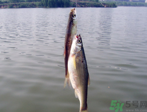 陰天怎么釣魚？陰天釣魚技巧