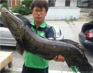 秋季釣黑魚用什么魚餌？秋天釣黑魚用什么餌？