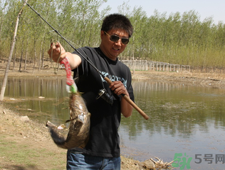 秋季釣黑魚用什么魚餌？秋天釣黑魚用什么餌？