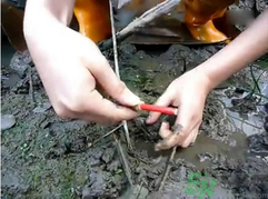 秋季可以釣黃鱔嗎？黃鱔怎么釣？