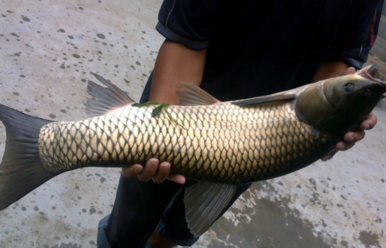 野生草魚(yú)多少錢(qián)一斤？野生草魚(yú)價(jià)格