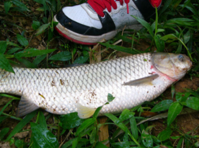 野生草魚(yú)多少錢(qián)一斤？野生草魚(yú)價(jià)格