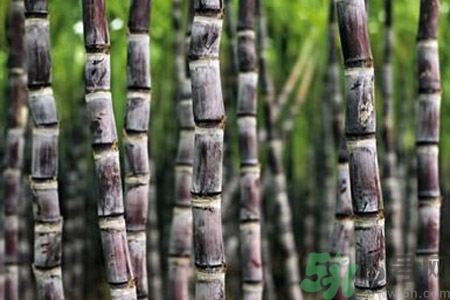 孕婦能吃甘蔗嗎？孕婦吃甘蔗會導(dǎo)致血糖升高嗎？