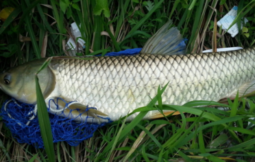 野生草魚(yú)多少錢(qián)一斤？野生草魚(yú)價(jià)格