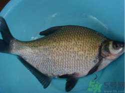 鳊魚多少錢一斤?野生鳊魚多少錢一斤? 鳊魚多少錢一斤?野生鳊魚多少錢一斤?