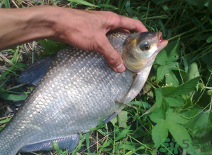 鳊魚多少錢一斤?野生鳊魚多少錢一斤? 鳊魚多少錢一斤?野生鳊魚多少錢一斤?