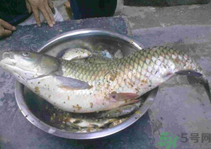 秋天夜釣草魚怎么釣？秋天夜釣草魚技巧