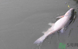 秋天夜釣草魚怎么釣？秋天夜釣草魚技巧