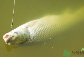 秋天夜釣草魚怎么釣？秋天夜釣草魚技巧