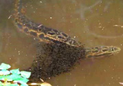 十月份黑魚(yú)好釣嗎？十月份怎么釣黑魚(yú)？