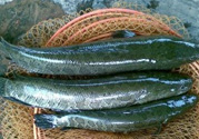 秋季釣黑魚用什么魚餌？秋天釣黑魚用什么餌？