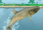 十月份釣青魚好釣嗎？釣青魚什么時間最好？