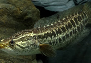 秋天可以釣黑魚(yú)嗎？秋天黑魚(yú)在什么地方？