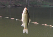 陰天怎么釣魚？陰天釣魚技巧