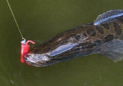 10月份還能釣黑魚(yú)嗎？幾月份釣黑魚(yú)最好？