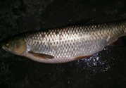 秋天夜釣草魚用什么餌料？秋季夜釣草魚餌料配方