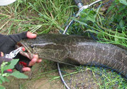 秋天怎么釣黑魚(yú)？秋天釣黑魚(yú)技巧
