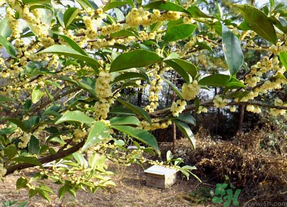 新鮮桂花怎么處理？新鮮桂花怎么保存？