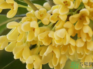 新鮮桂花怎么處理？新鮮桂花怎么保存？