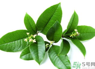 新鮮桂花怎么處理？新鮮桂花怎么保存？